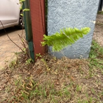 Imagem de Samambaia