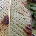 Imagem de Samambaia-açu