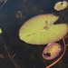 Imagem de Vitória-régia