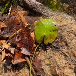 Imagem de Planta-espelho