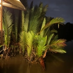Imagem de Palmeira-do-mangue