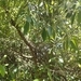 Imagem de Canela-sassafrás