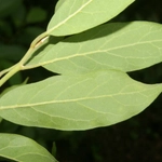 Imagem de Canela-sassafrás