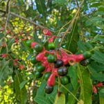 Imagem de Canela-guaicá
