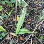 Imagem de Orquídea-bambu