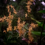 Imagem de Oncidium crocidipterum