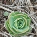 Imagem de Orostachys malacophylla não possui um nome popular amplamente reconhecido no Brasil