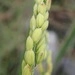 Imagem de Arroz