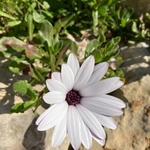 Imagem de Margarida-do-Cabo