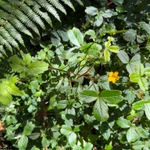 Imagem de Trevo-amarelo