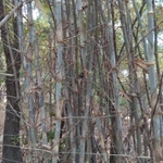 Imagem de bambu-abissínio