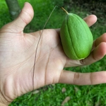 Imagem de Castanha-do-maranhão