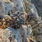 Imagem de Planta-jade compacta