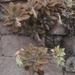 Imagem de Pachyphytum