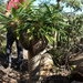 Imagem de Pachypodium