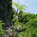 Imagem de Pachypodium