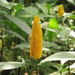 Imagem de Língua-de-sogra
