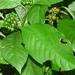 Imagem de Café-de-bugre