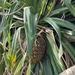 Imagem de Pandanus