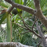 Imagem de Pinheiro-de-madagascar