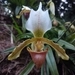Imagem de Orchidea sapatinho