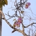 Imagem de Orquídea-borboleta