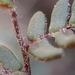 Imagem de Paragymnopteris marantae marantae