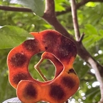 Imagem de Pararchidendron pruinosum