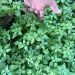 Imagem de Erva-pepino