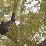 Imagem de néré