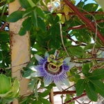 Imagem de Maracujá azul