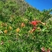 Imagem de Maracujá-vermelho