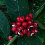 Imagem de Guaraná