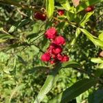 Imagem de Guaraná-Cipó