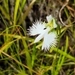 Imagem de Orquídea-rabo-de-rato