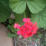 Imagem de Malva cheirosa