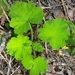 Imagem de Malva-cheirosa