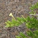 Imagem de Alamanda-de-praia