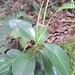 Imagem de Peperomia limão