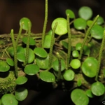 Imagem de Peperomia Hope