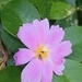 Imagem de Rosa-do-deserto