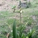 Imagem de Orquídea-pomba