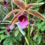 Imagem de Orquídea-tanque