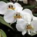 Imagem de Orquídea borboleta