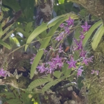 Imagem de Orquídea-borboleta