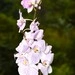 Imagem de Orquídea-borboleta