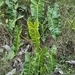 Imagem de Philodendron billietiae