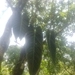 Imagem de Filodendro preto