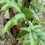 Imagem de Samambaia-açu