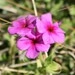 Imagem de Flores-de-Drummond